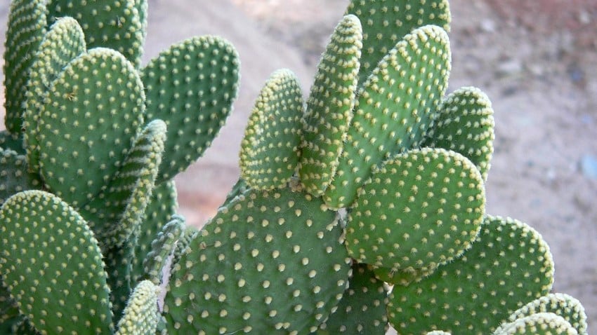 Artikelen of rackets van de opuntia