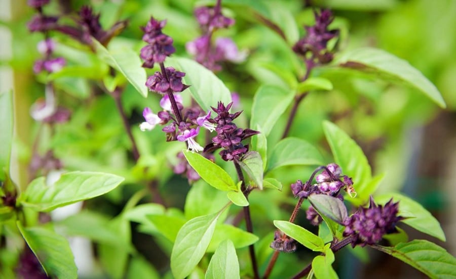 Manjericão tailandês, Ocimum basilicum var. thyrsiflora