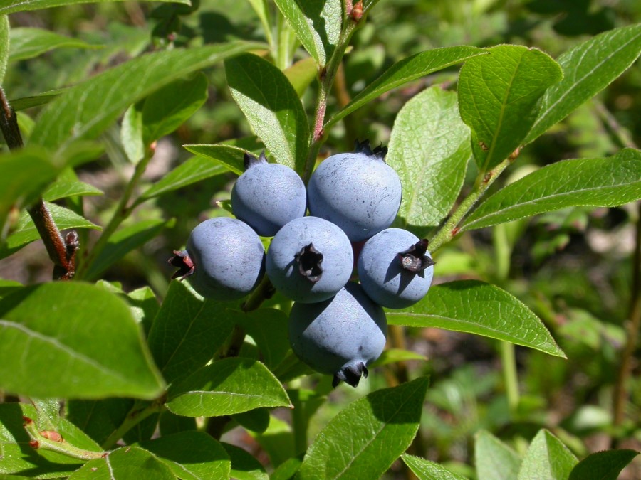 Blueberry, Vaccinium angustifolium