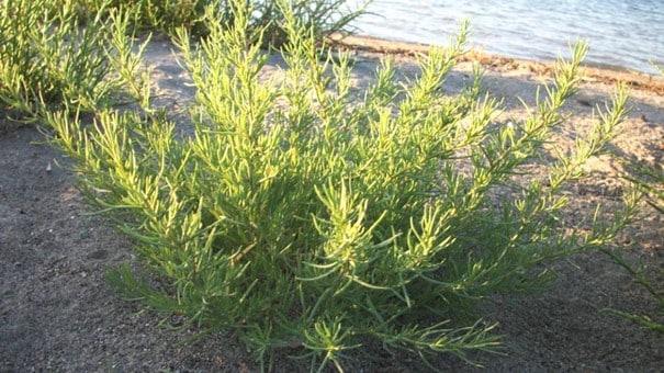 Soude commune, Salsola soda