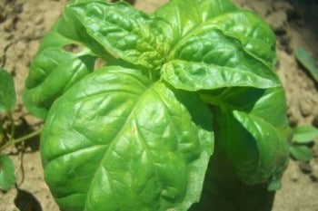 Basilic « feuilles de laitue »