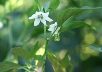 Fleur de piment Naga Viper