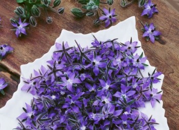Fleurs de bourrache récoltées
