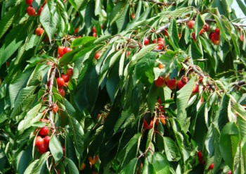 Griottier Prunus Cerasus