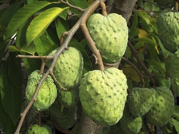 cherimoya