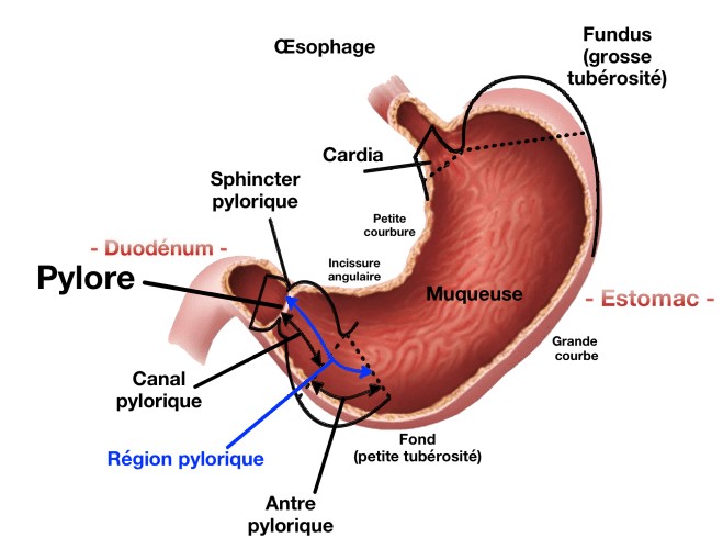 Pylore et région pylorique
