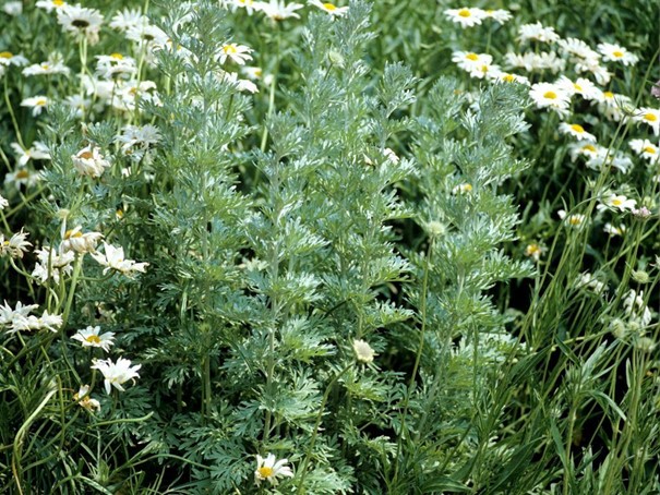 Wormwood, Artemisiae absinthium