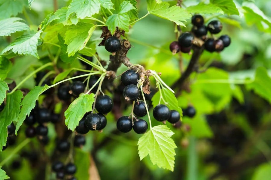 Ribes nero