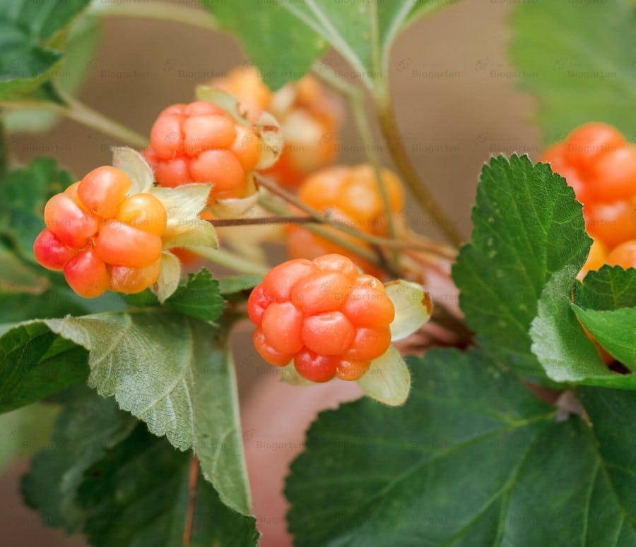 bog bramble