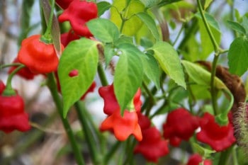 Capsicum frutescens tabasco