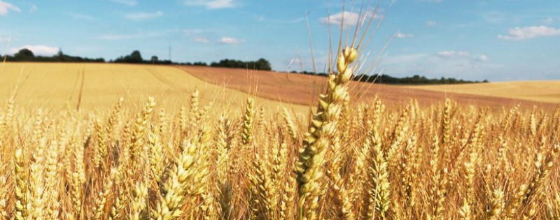 Ripe wheat field