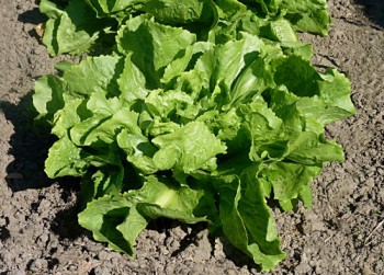 Chicorée endive