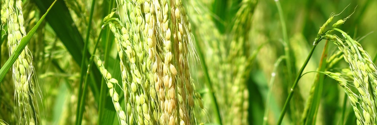 &Eacute;pis de riz balinais