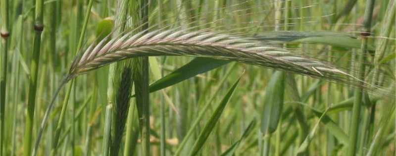 Green rye ears