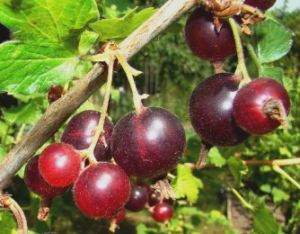 Fruits mûrs de la casseille