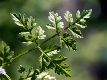 Inflorescence de cerfeuil sauvage