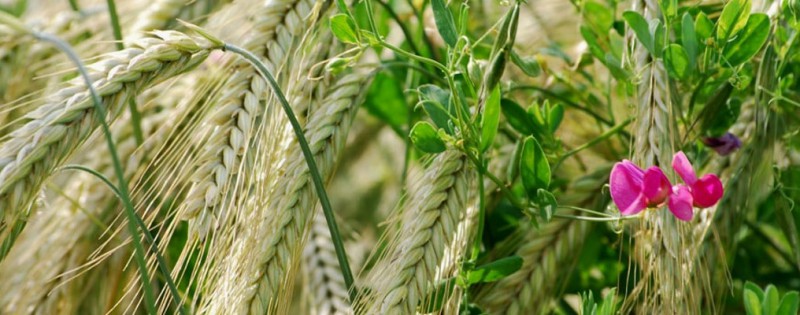 Méteil - Triticale aus Hafer und Ackererbse