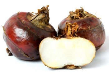 Noix d’éléocharis