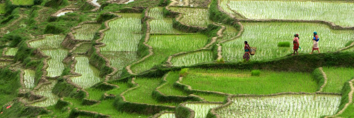Rizières en espaliers au Népal