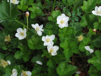 Ronce des tourbières en fleurs