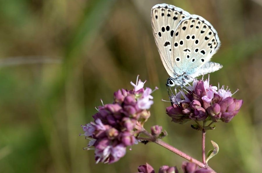 Papillon azur&eacute; du serpolet