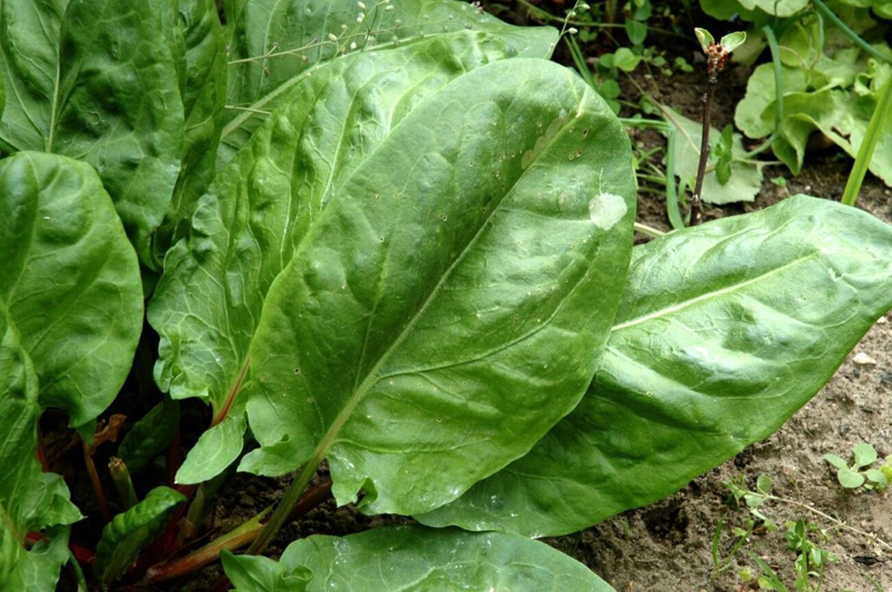 Sarrous, rumex acetosa