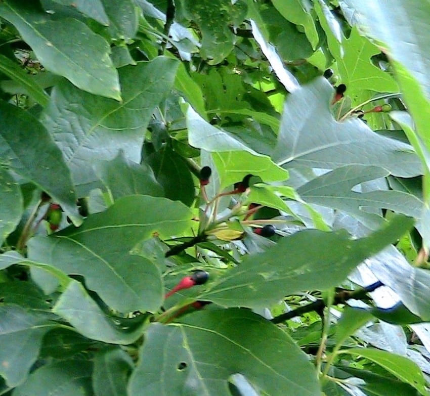 Sassafras, sassafras albidum