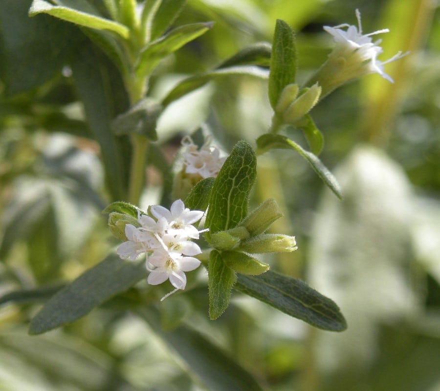 Stevia, Stevia eupatoria