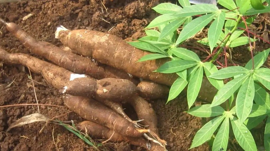 Tubercules et feuilles de manioc