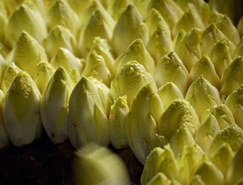 Endive ou Witloof (Chicon en Belgique) (Cichorium intybus convar. foliosum)