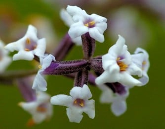 Fleurs de verveine odorante