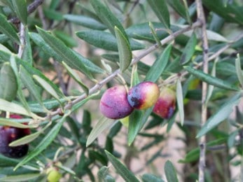 Olives verdaute du Gard