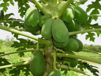 Papaye verte (Carica papaya)