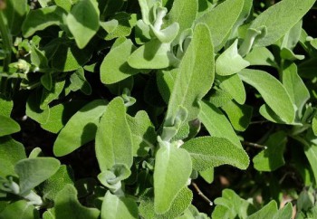 Petite sauge de Provence