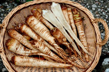 Racines de scolyme d'Espagne