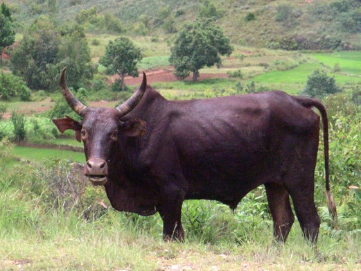 Zebu Zebu