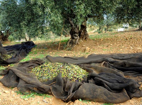 Picking olives in Spain