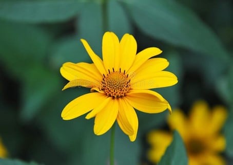 ヒマワリ、Helianthus tuberosus L