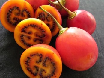 Coupe de la tomate en arbre