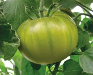 EvergreenEvergreen