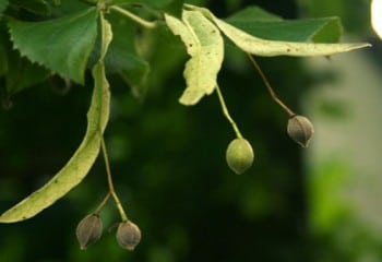 Fruits de tilleul