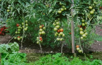 Plants de tomate