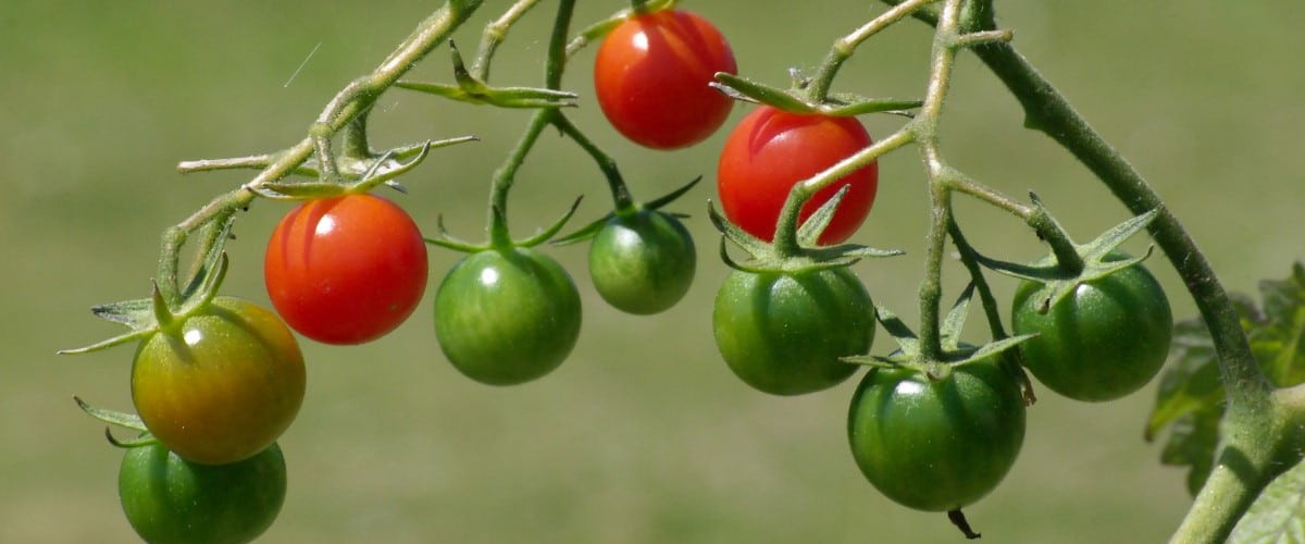 Tomates cerise