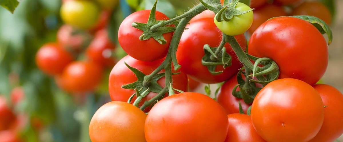 Cluster tomatoes