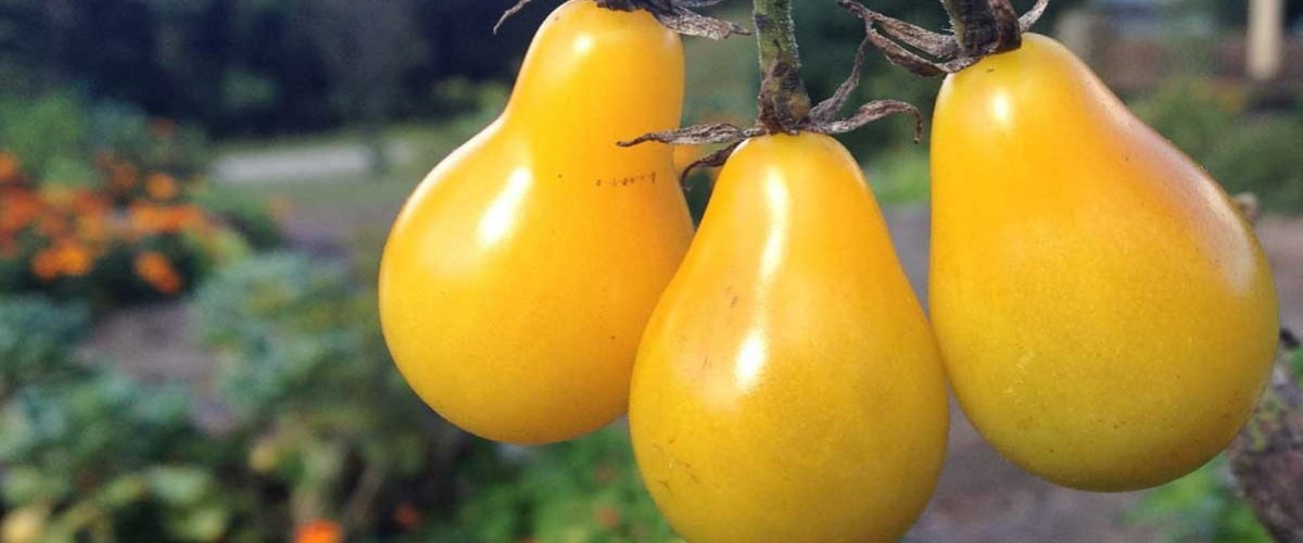 Gele peer tomaten