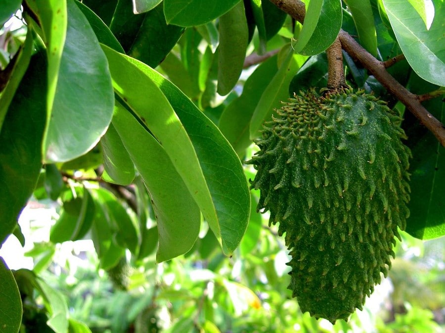 Guanábana, Annona muricata