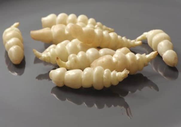 Mga Crosnes