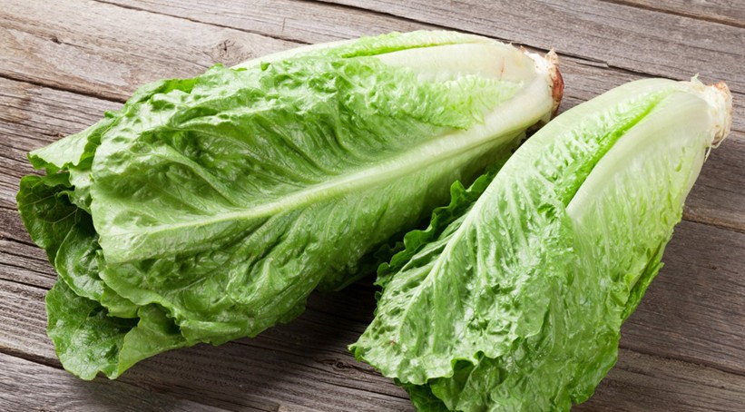 Laitue romaine