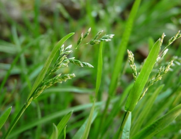 English Ray Grass