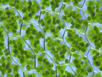 Cellules de chlorophylle